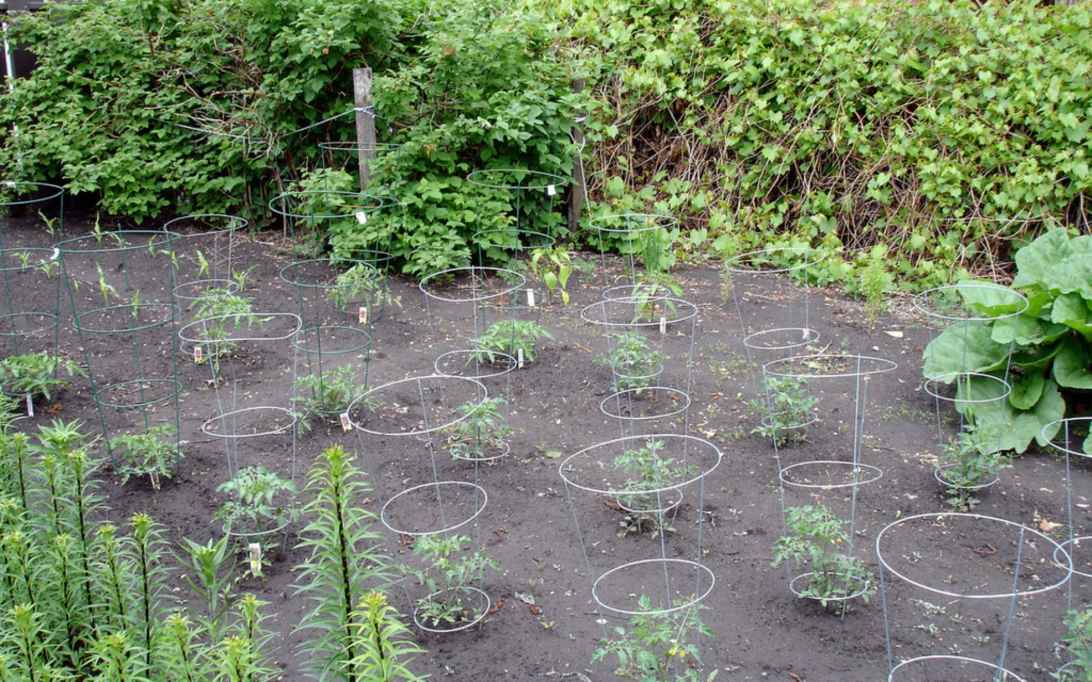 Vegetable Garden 2 | On this side of the garden we planted c… | Flickr