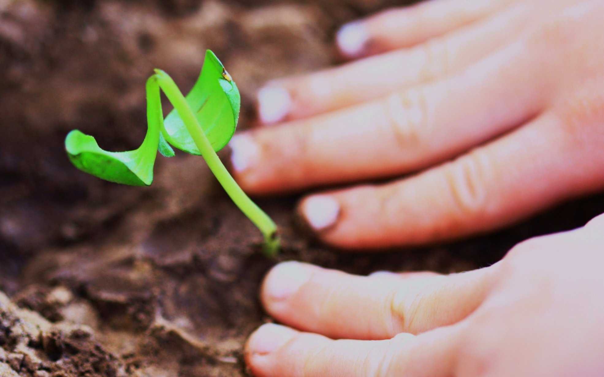 The Germination Period - Write Right