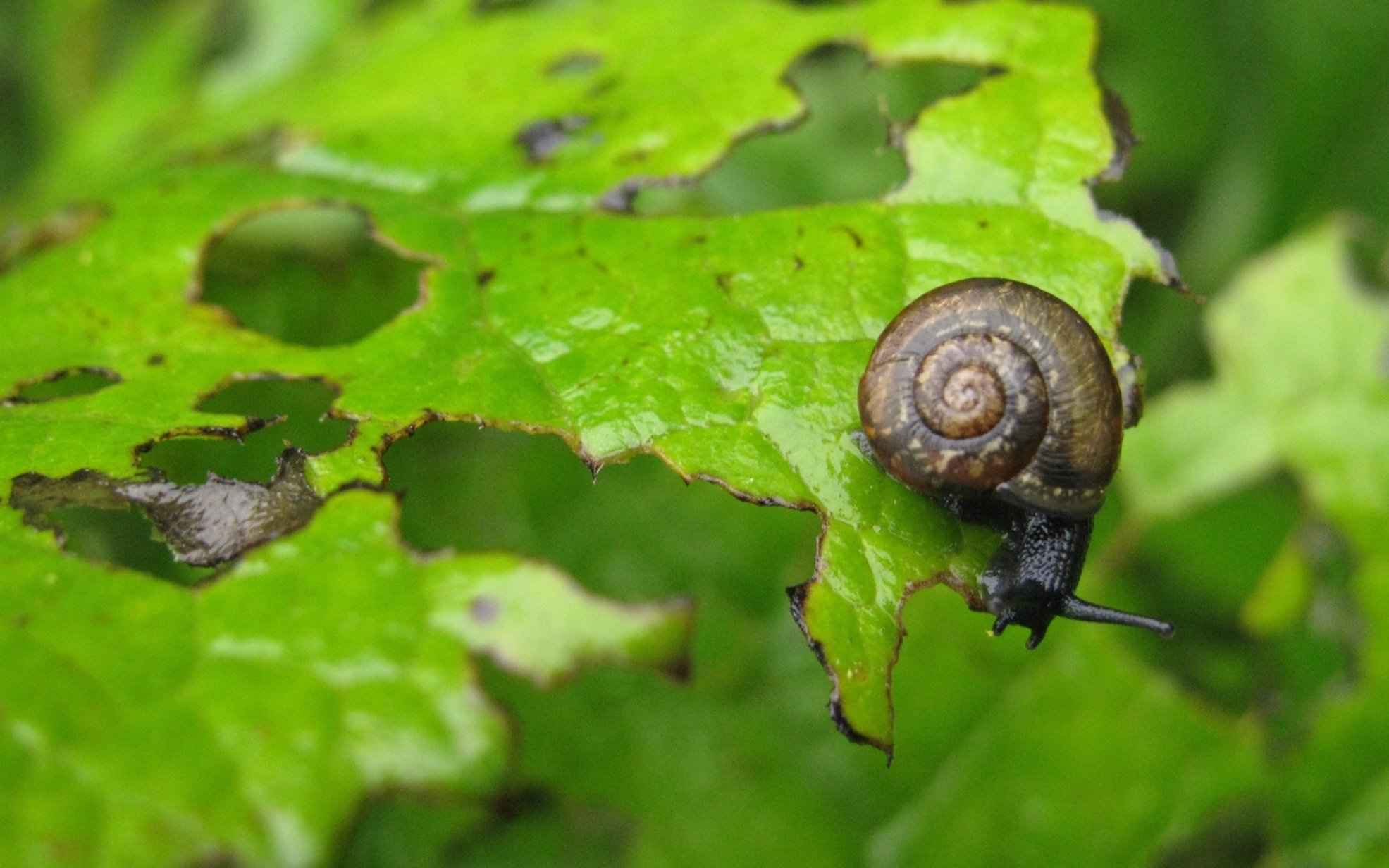 Free Images : nature, flower, animal, summer, wildlife, green, insect ...