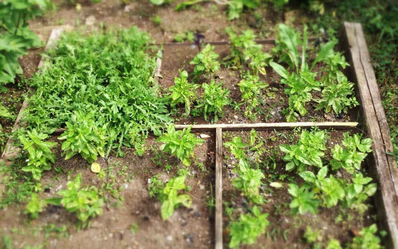 Au dehors Studio. Architettura del Paesaggio: Vegetable garden