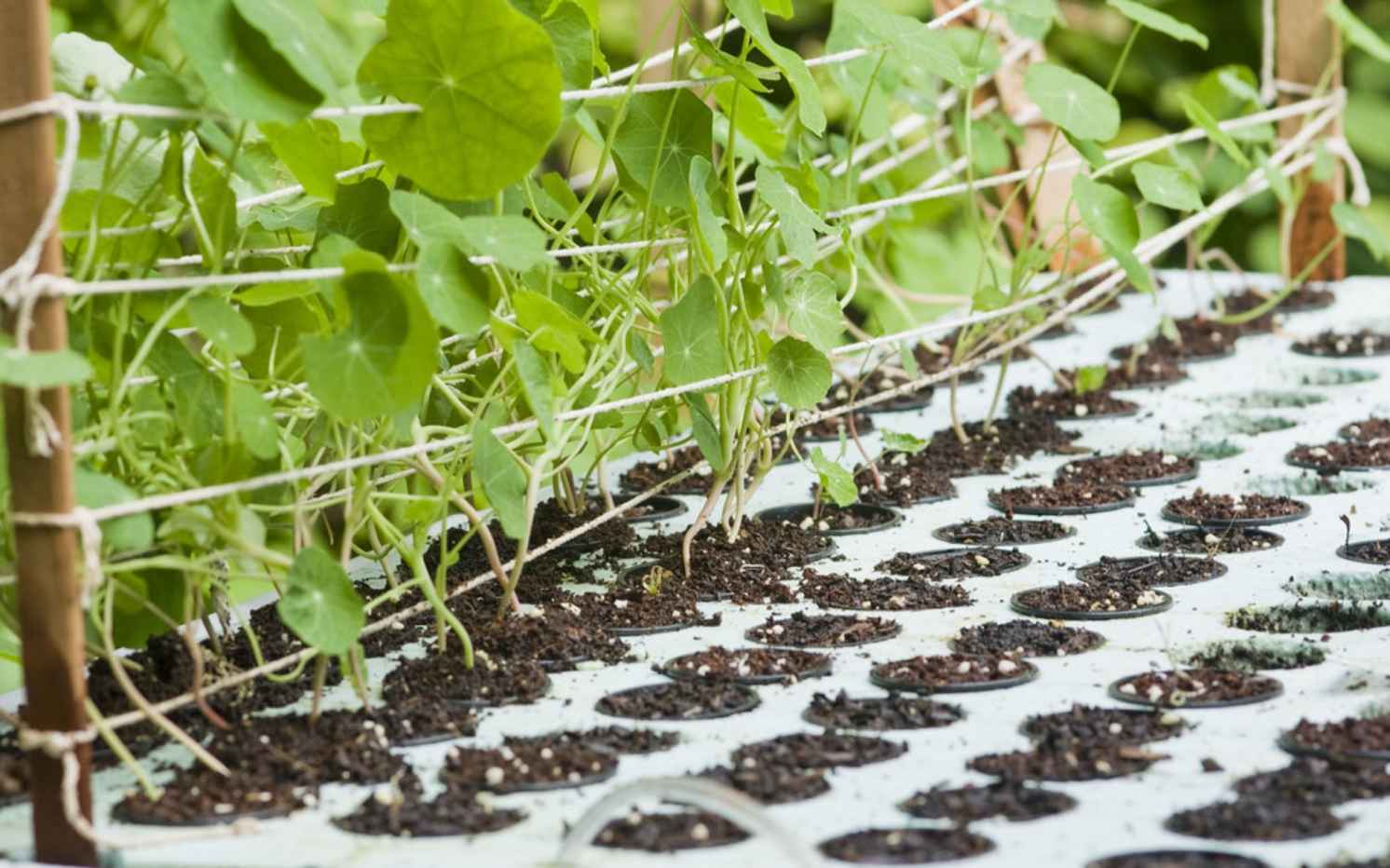 Nasturtiums and Seed Germination at Freshwater Farm | Flickr