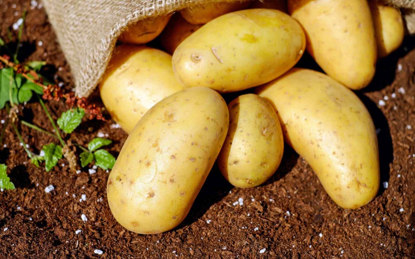 Potatoes · Free Stock Photo