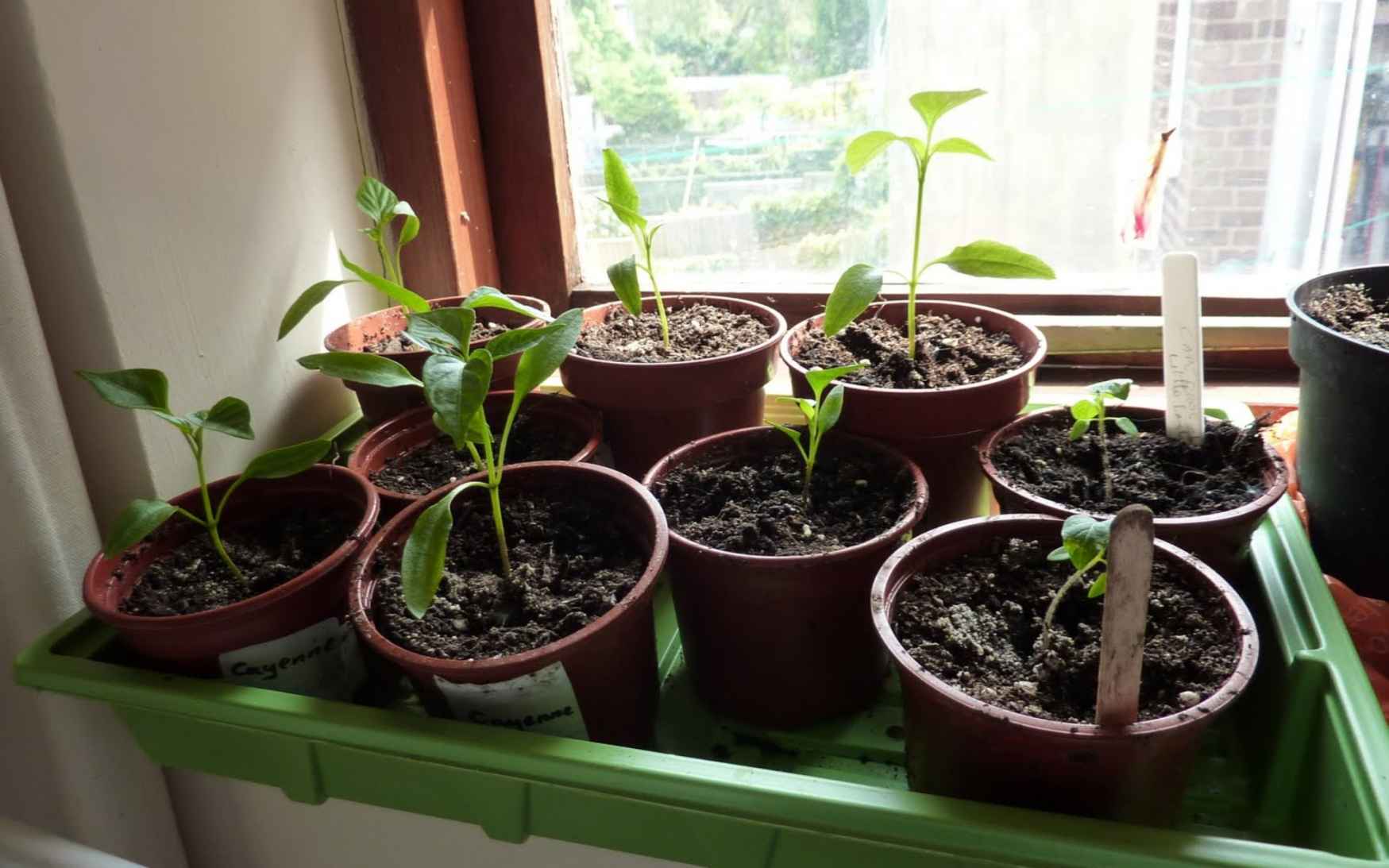 My Potted Patio: Weekend Photos - New Additions