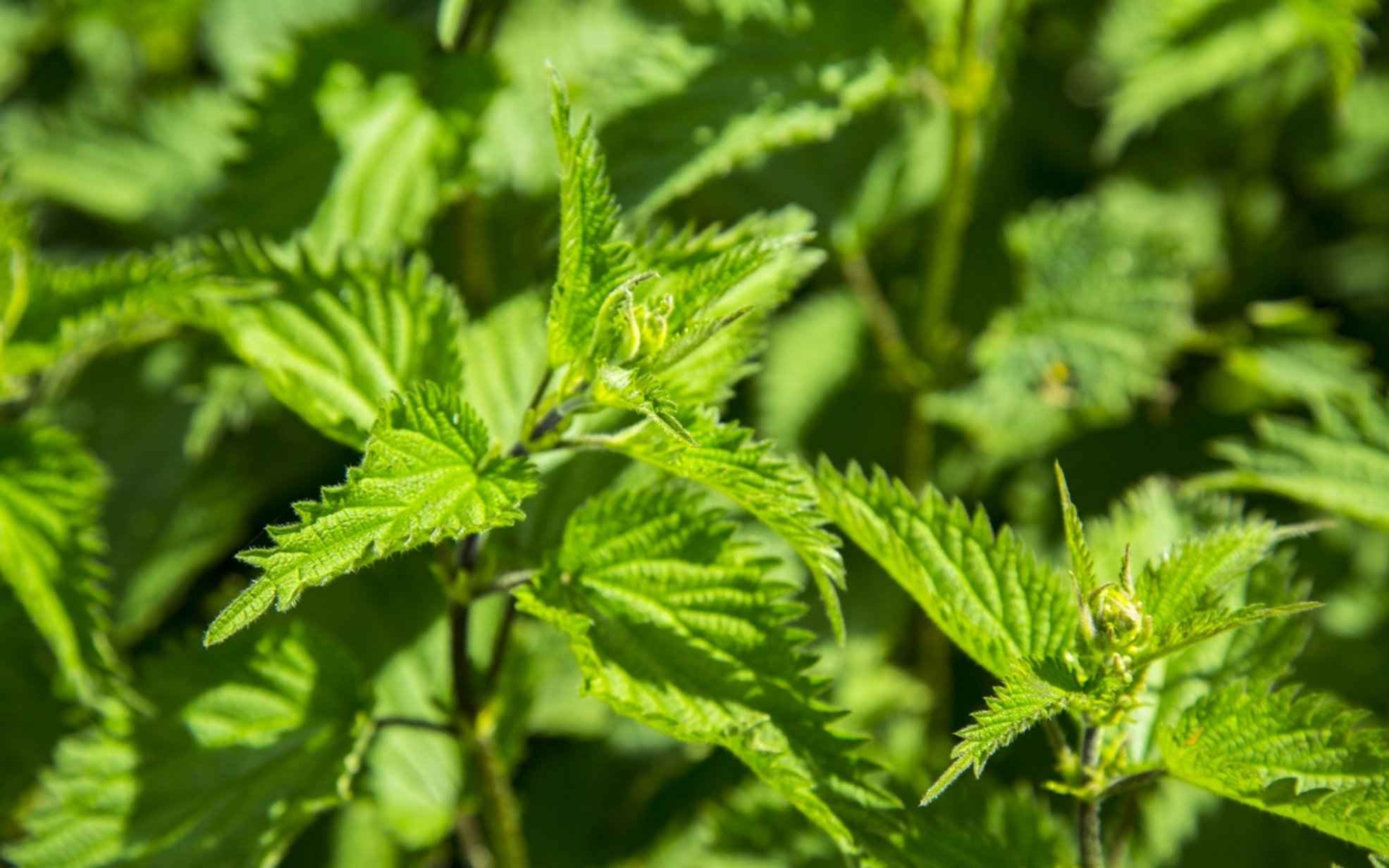 Stinging Nettle Free Stock Photo - Public Domain Pictures