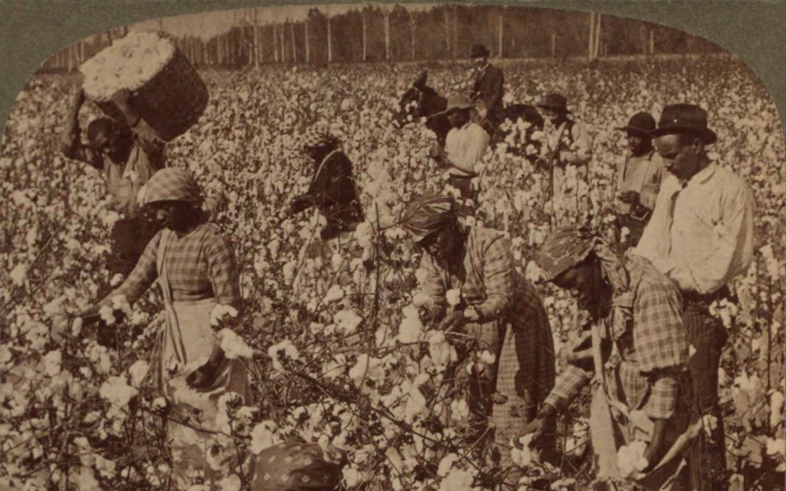 Slavery and King Cotton – US History I: Precolonial to Gilded Age