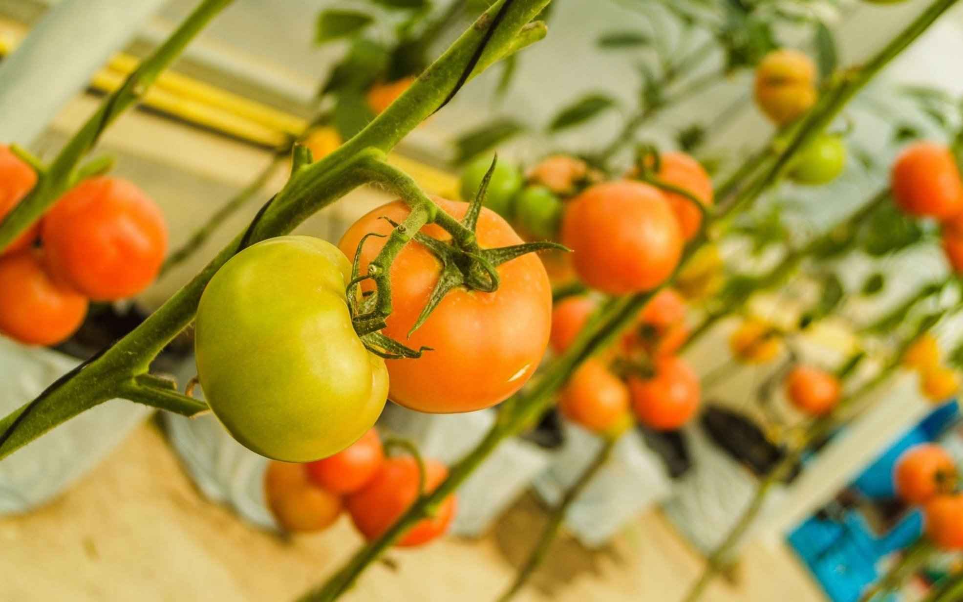 Farm Tomatoes In The Greenhouse Free Stock Photo - Public Domain Pictures