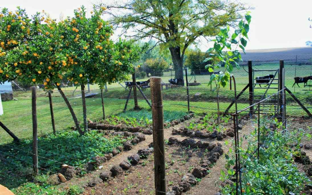 Vegetable Garden Free Stock Photo - Public Domain Pictures