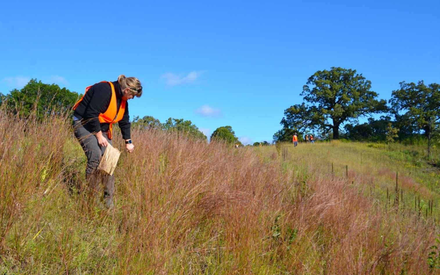 Hand collecting native seeds | Native seed hand harvesting i… | Flickr