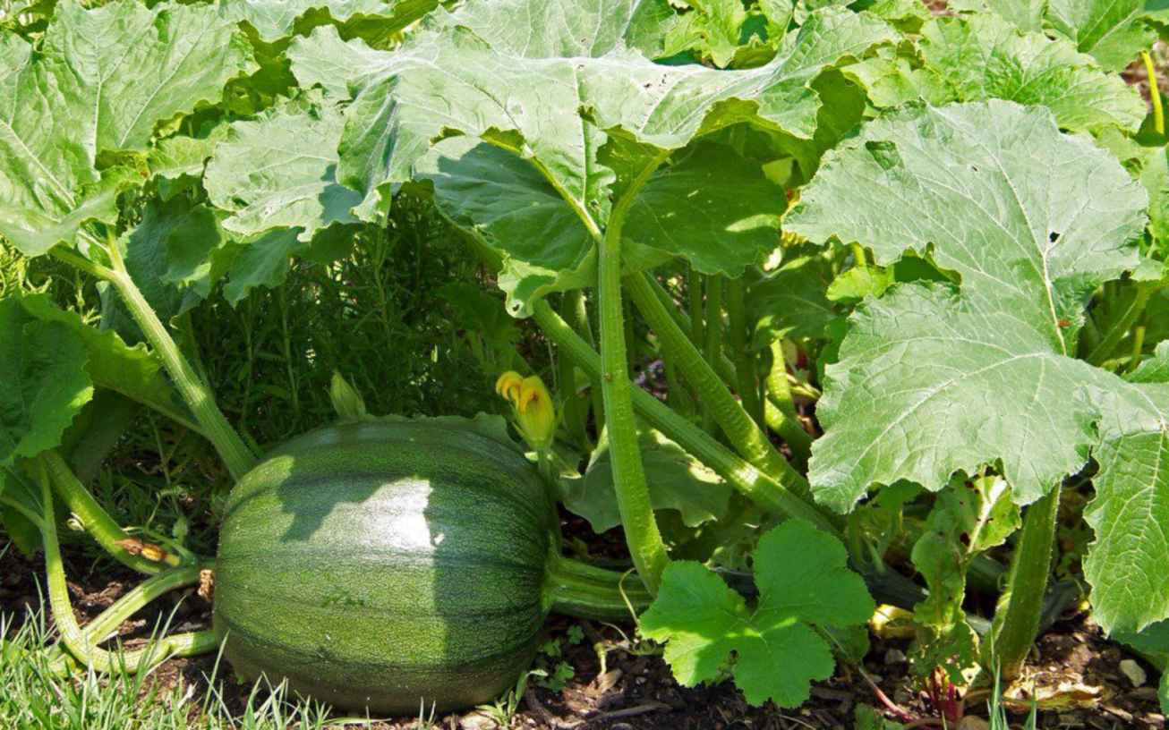 Vegetable Garden - Easy Lawns and Gardens